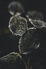 Frost leaf detal macro plants in garden.
Szron na liściach. - obrazy, fototapety, plakaty