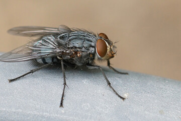 Close up of one of most common bluebottle flies , Calliphora vic