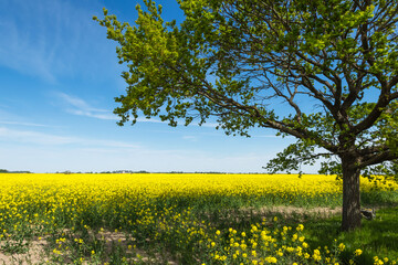 Obraz premium Old oak tree with wide branches in blue sky and yellow rapeseed field background in springtime on a sunny day, nature concept