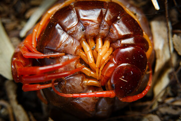 centipede is curling up in a circle to hatch its eggs inside its nest.
