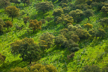 Encinas y Gamones o Asfodelos, Parque Natural Sierra de Andújar, Jaen, Andalucía, España