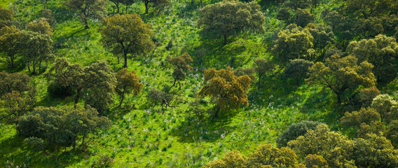 Encinas y Gamones o Asfodelos, Parque Natural Sierra de Andújar, Jaen, Andalucía, España