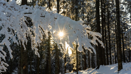 snow covered trees