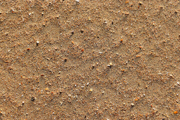 beach sand texture with shells 