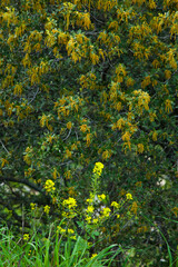 Obraz premium Encina, Parque Natural Sierra de Andújar, Jaen, Andalucía, España