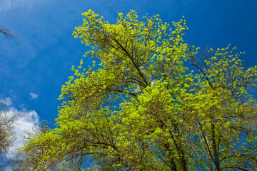 Fresno, Bosque de Ribera, Parque Natural Sierra de Andújar, Jaen, Andalucía, España