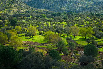 Obraz premium Bosque Mediterráneo, Parque Natural Sierra de Andújar, Jaen, Andalucía, España
