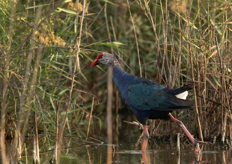 Grey-headed Swamphen in its habitat at Asker Marsh, Bahrain