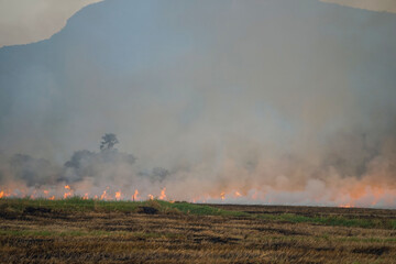 Fototapeta na wymiar Smoke from burning. Farmers burn rice straw to prepare to plant rice for the next season. Toxic effect resulting from burning of rice straw.