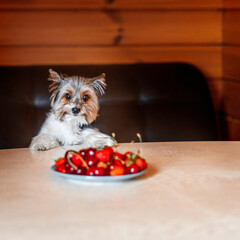 little beaver York dog sits on a dark brown sofa and looks at a plate of fruit that stands on a light table