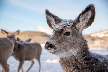 Close up of a female mule deer with snow covered face, huge ears looking directly at the camera with white, snow background and deers in distance. 
