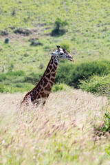 A giraffe sitting in the tall grass