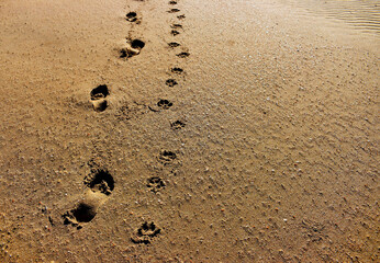 Animal and human foot prints man and dog on the beach sand 