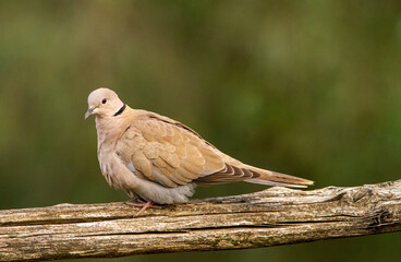 T&uuml;rkentaube auf einem Ast