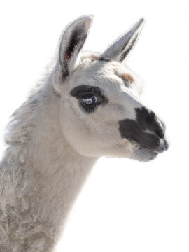 portrait of white llama isolated on white background