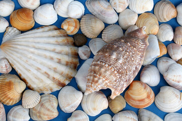 seashells close up on blue background