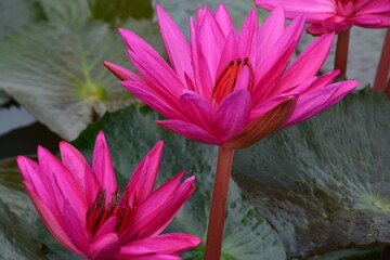 pink water lilies in botanical gardens nature very beautiful  with  landscape in Thailand nice sky and trees