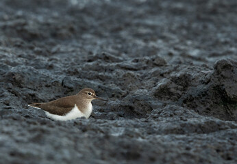 Common Sandpiper at Tubli bay, Bahrain