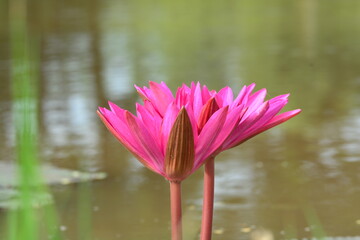 pink water lilies in botanical gardens nature very beautiful  with  landscape in Thailand nice sky and trees