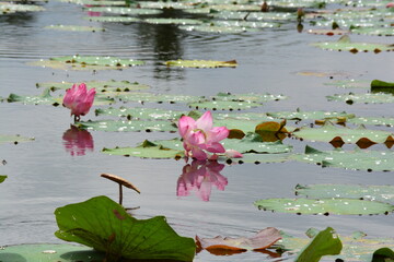 pink sacred lotus also known nelumbo nucifera  or Indian lotus in the lake with green leave in Thailand focus selection