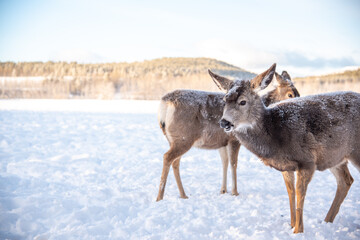Female mule deers standing in a winter scene during freezing, cold snowy, snow covered day with blue sky and mountains in background. 