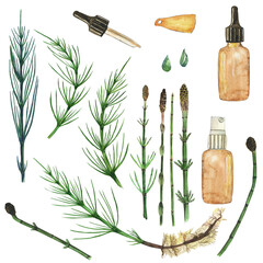 Set of horsetail plant elements isolated on white background. Watercolor hand drawing illustration. Horsetail Field, glass bottle, drop. Perfect for medical herbal design.