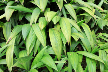 The lush giant fescue in Yuexiu Park, Guangzhou, China