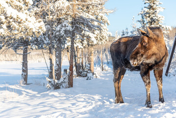 A large male moose in northern Canada winter time snow, snowy covered landscape on a cold, December...