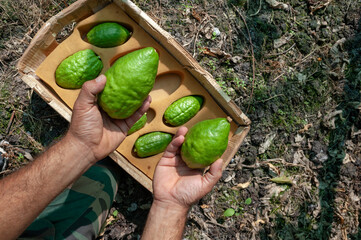 Santa Maria del Cedro, Cosenza district, Calabria, Italy, Europe, Rabbis in search of the perfect...