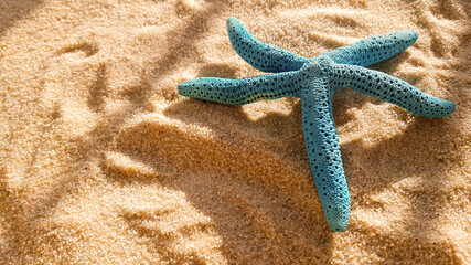 a blue starfish lies on the sand. sandy beach with sea stars
