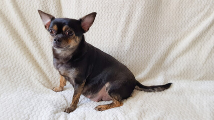 a pregnant chihuahua in black on a white background. pregnant dog