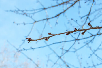 Swollen buds on fruit trees against the blue sky in spring