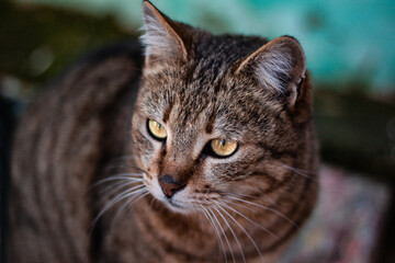 The portrait of a beautiful tabby cat with golden eyes staring thoughtfully far away.