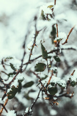 foglie verdi con neve, inverno, nevicata
