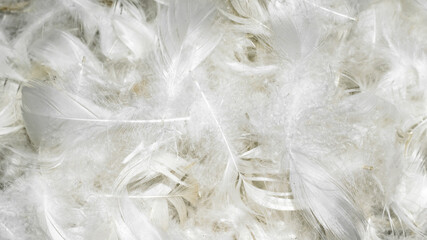 white fine duck feathers. background or texture