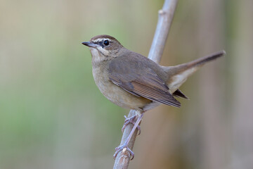 Happy fat brown bird perching on wooden branch look up sky and tail high wagging, siberian rubythroat