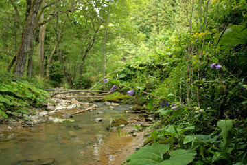 Bellflowers near the river in former village Lopienka, Bieszczady Mountains, Poland