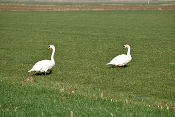 A beautiful pair of swans walking casually across a green field 