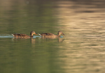 Mallard ducks swimming at Tubli bay, Bahrain