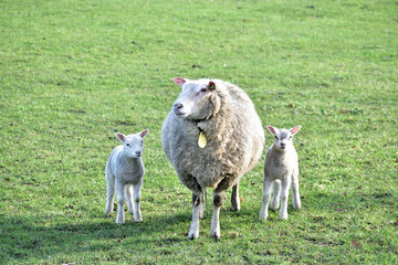 Obraz premium A mother sheep and her baby lambs in their field near to Oss, Netherlands