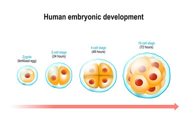 cell division and prenatal development