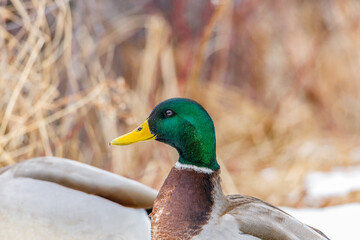 Close up portrait of a Drake Mallard (Anas platyrhynchos) duck on land during winter. Selective focus, background blur and foreground blur.
