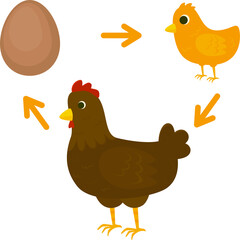Chicken life cycle. Vector illustration in a flat style.