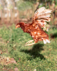 poultry brown chicken in flight in the garden in the garden © Natalya