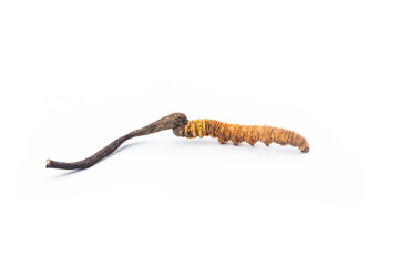Cordyceps sinesis Isolated on white background