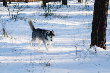 Happy and funny beige and white Siberian husky dog runs along a snowy path in a winter forest. husky is having fun in the forest.