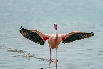 Flamingo flying