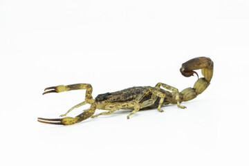 Chinese Swimming Scorpion is considered the most widespread and common scorpion species across Southeast Asia