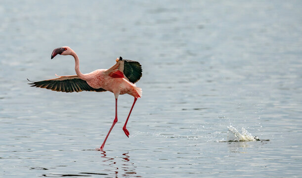 Flamingo Flying