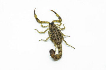 Chinese Swimming Scorpion is considered the most widespread and common scorpion species across Southeast Asia